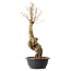 Acer buergerianum, 57 cm, ± 25 years old
