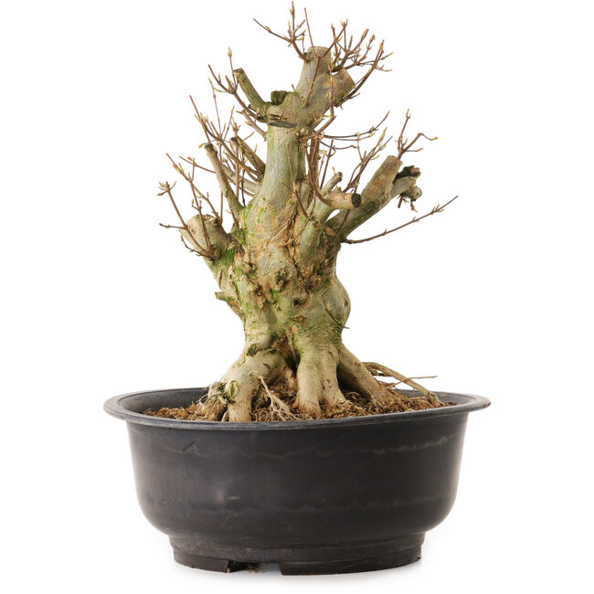 Acer buergerianum, 35 cm, ± 25 years old, with a nebari of 22 cm