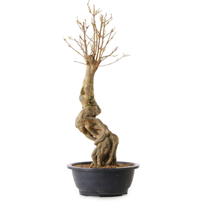 Acer buergerianum, 57 cm, ± 25 ans