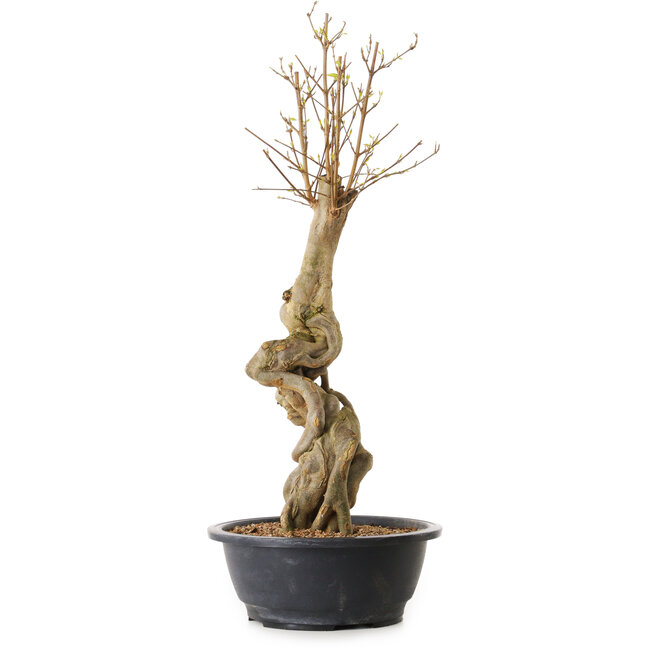 Acer buergerianum, 57 cm, ± 25 ans