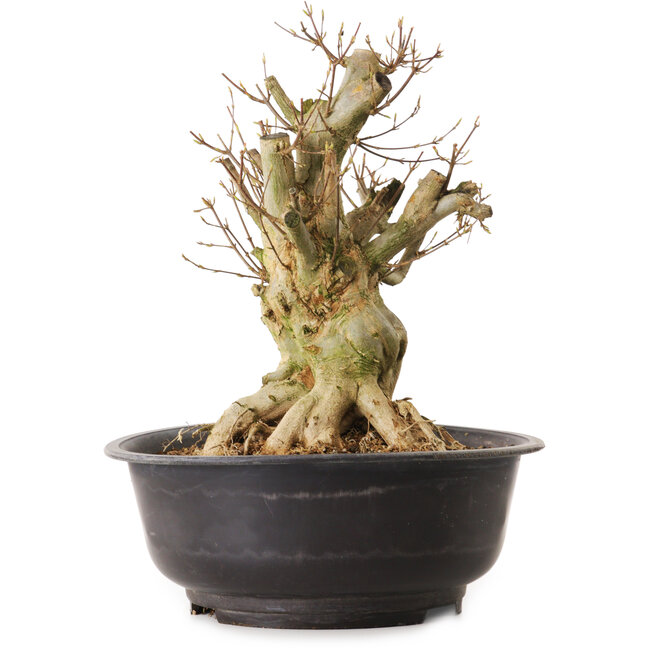 Acer buergerianum, 35 cm, ± 25 years old, with a nebari of 22 cm