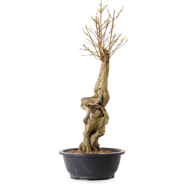 Acer buergerianum, 57 cm, ± 25 jaar oud