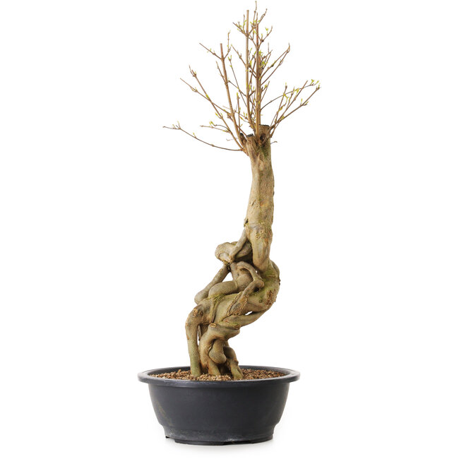 Acer buergerianum, 57 cm, ± 25 anni