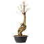Acer buergerianum, 57 cm, ± 25 years old