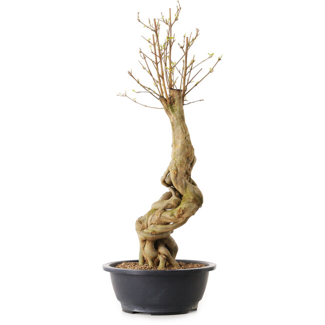 Acer buergerianum, 57 cm, ± 25 years old