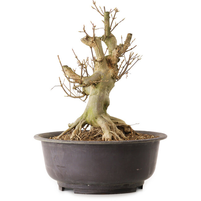 Acer buergerianum, 36 cm, ca. 25 Jahre alt, mit einem Wurzelhals von 21 cm