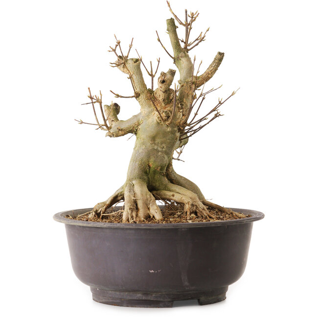 Acer buergerianum, 36 cm, ca. 25 Jahre alt, mit einem Wurzelhals von 21 cm