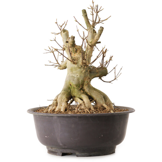 Acer buergerianum, 36 cm, ± 25 jaar oud, met een nebari van 21 cm