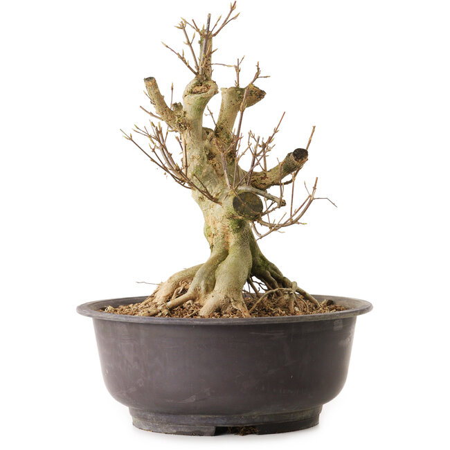 Acer buergerianum, 36 cm, ± 25 jaar oud, met een nebari van 21 cm