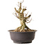 Acer buergerianum, 36 cm, ± 25 jaar oud, met een nebari van 21 cm