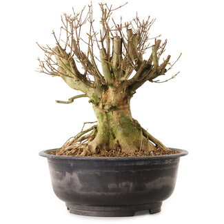 Acer buergerianum, 35 cm, ± 25 Jahre alt