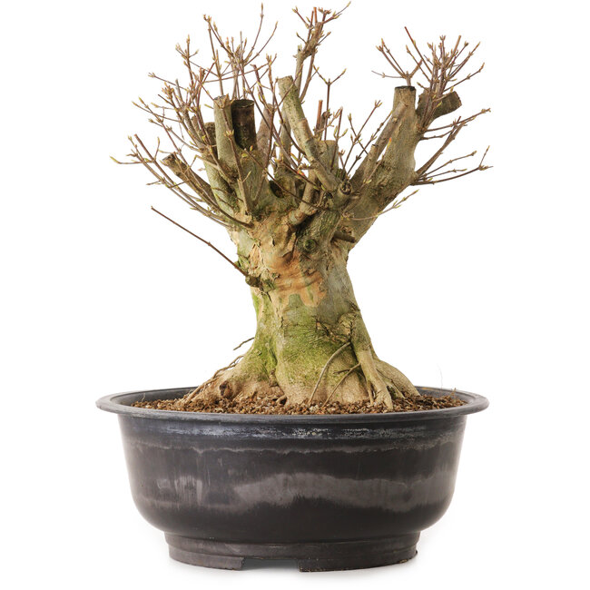 Acer buergerianum, 35 cm, ± 25 jaar oud, met een nebari van 20 cm