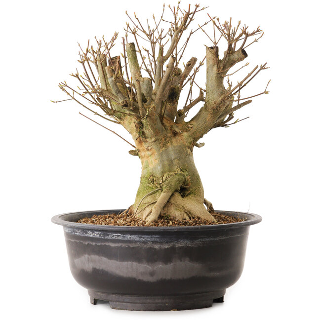 Acer buergerianum, 35 cm, ca. 25 Jahre alt, mit einem Wurzelhals von 20 cm