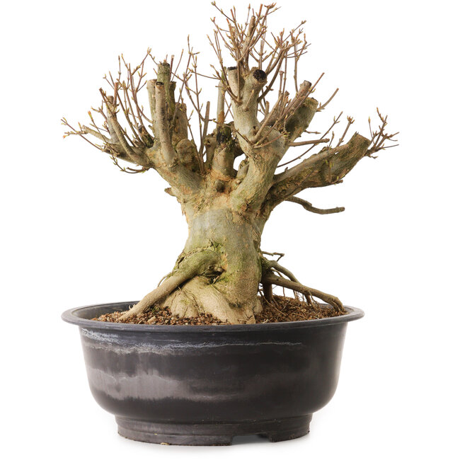 Acer buergerianum, 35 cm, ca. 25 Jahre alt, mit einem Wurzelhals von 20 cm