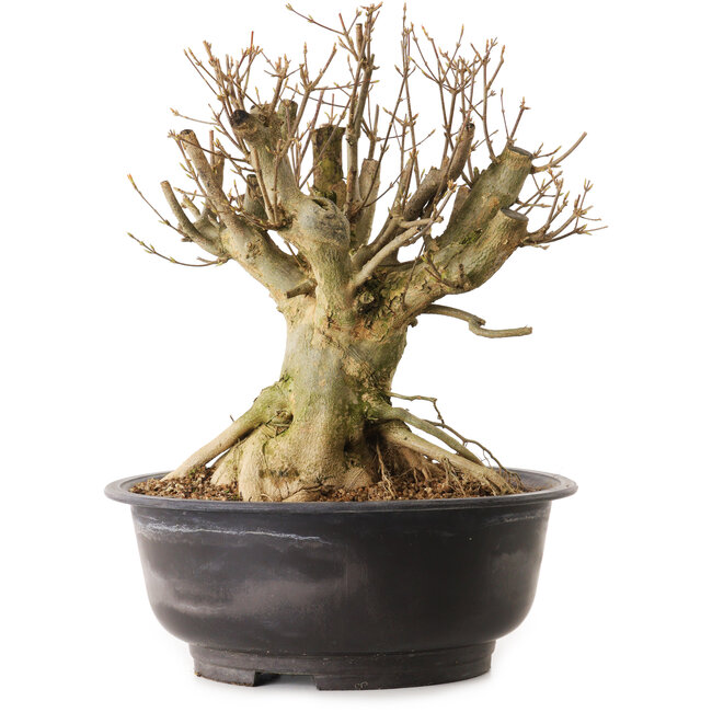 Acer buergerianum, 35 cm, ± 25 ans, avec un nebari de 20 cm