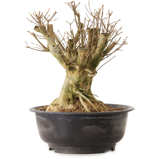 Acer buergerianum, 35 cm, ± 25 years old, with a nebari of 20 cm