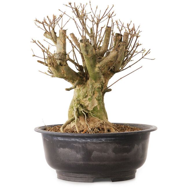 Acer buergerianum, 35 cm, ± 25 years old, with a nebari of 20 cm