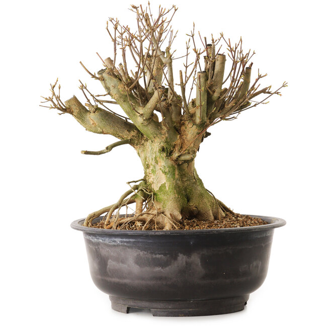 Acer buergerianum, 35 cm, ± 25 años, con un nebari de 20 cm