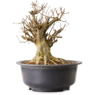 Acer buergerianum, 40 cm, ± 25 years old