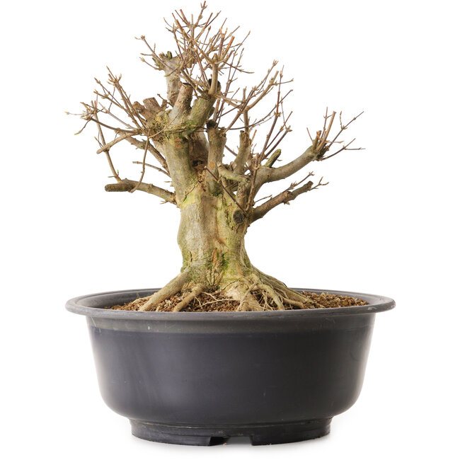 Acer buergerianum, 40 cm, ± 25 jaar oud, met een nebari van 33 cm