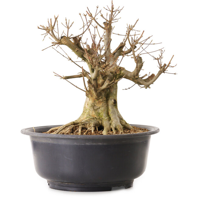 Acer buergerianum, 40 cm, ± 25 ans, avec un nebari de 33 cm