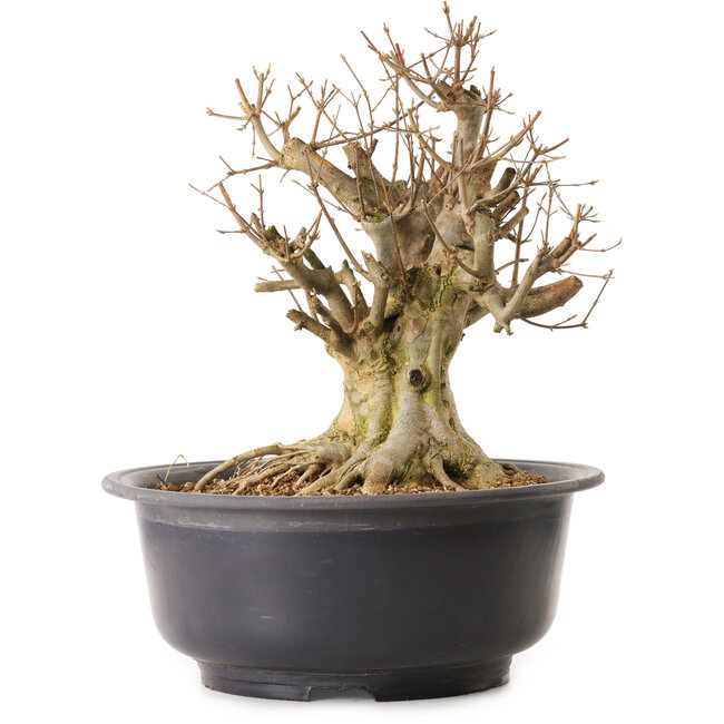 Acer buergerianum, 40 cm, ± 25 años, con un nebari de 33 cm