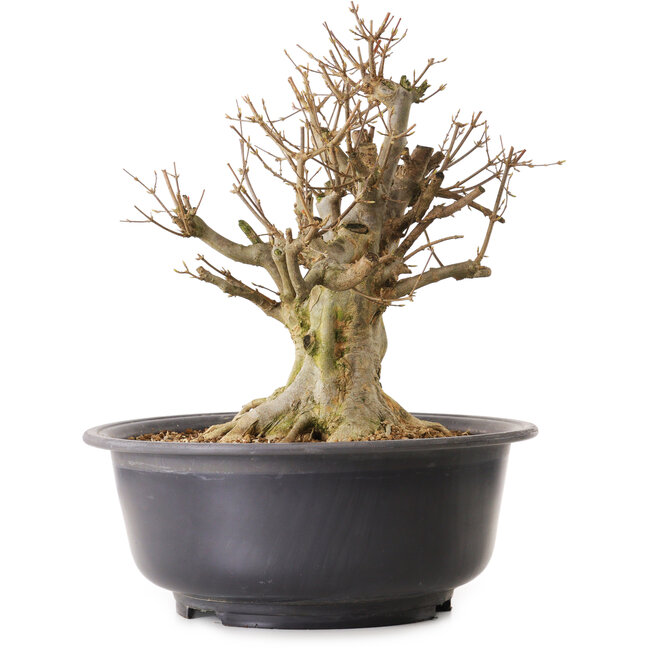 Acer buergerianum, 40 cm, ± 25 ans, avec un nebari de 33 cm