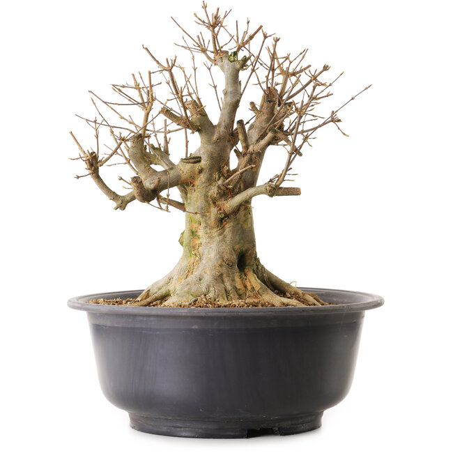 Acer buergerianum, 40 cm, ± 25 años, con un nebari de 33 cm