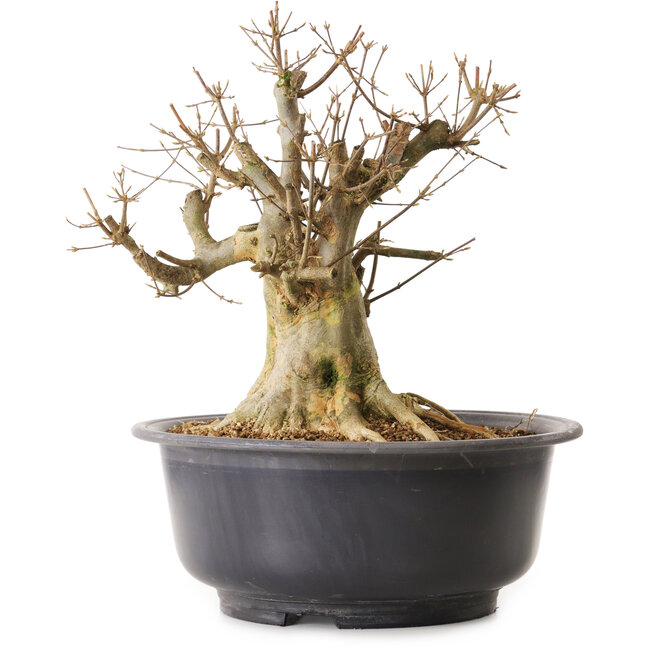 Acer buergerianum, 40 cm, ± 25 years old, with a nebari of 33 cm