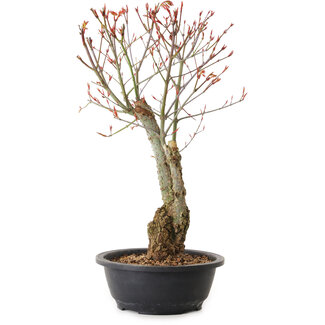 Acer palmatum Arakawa, 40 cm, ± 25 jaar oud