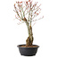 Acer palmatum Arakawa, 40 cm, ± 25 anni