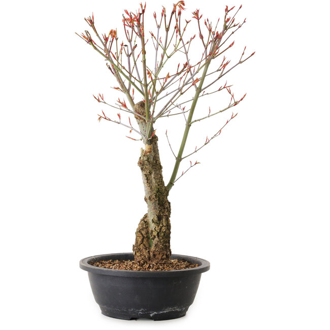 Acer palmatum Arakawa, 40 cm, ± 25 jaar oud