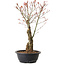 Acer palmatum Arakawa, 40 cm, ± 25 years old