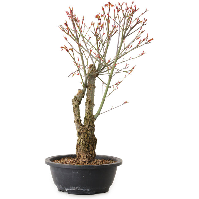 Acer palmatum Arakawa, 40 cm, ± 25 years old