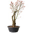 Acer palmatum Arakawa, 40 cm, ± 25 Jahre alt