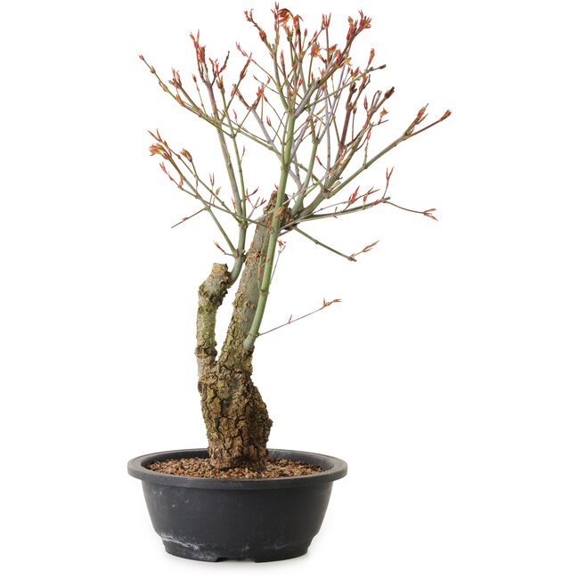 Acer palmatum Arakawa, 40 cm, ± 25 jaar oud