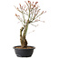 Acer palmatum Arakawa, 40 cm, ± 25 jaar oud