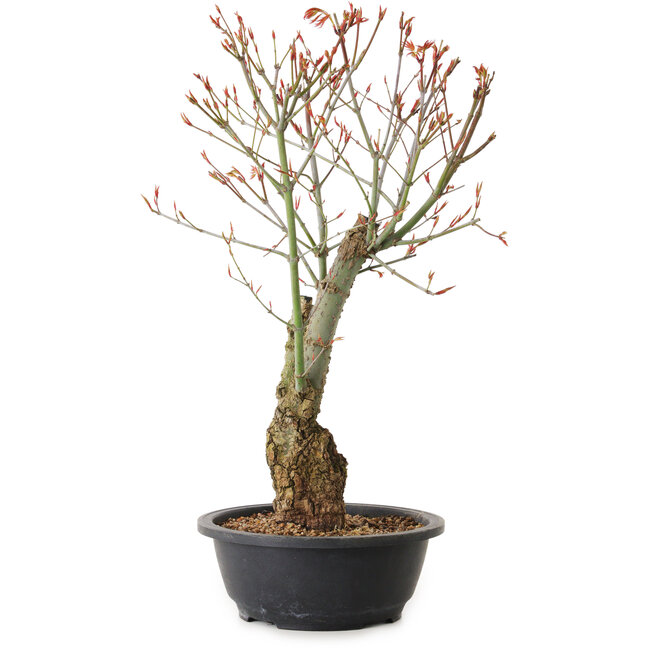 Acer palmatum Arakawa, 40 cm, ± 25 Jahre alt