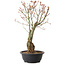 Acer palmatum Arakawa, 40 cm, ± 25 jaar oud