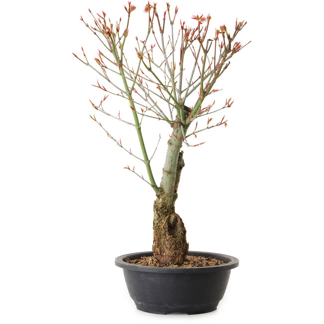 Acer palmatum Arakawa, 40 cm, ± 25 jaar oud