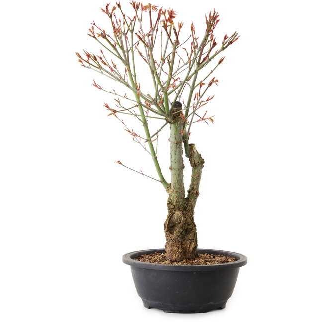 Acer palmatum Arakawa, 40 cm, ± 25 anni