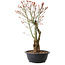 Acer palmatum Arakawa, 40 cm, ± 25 Jahre alt