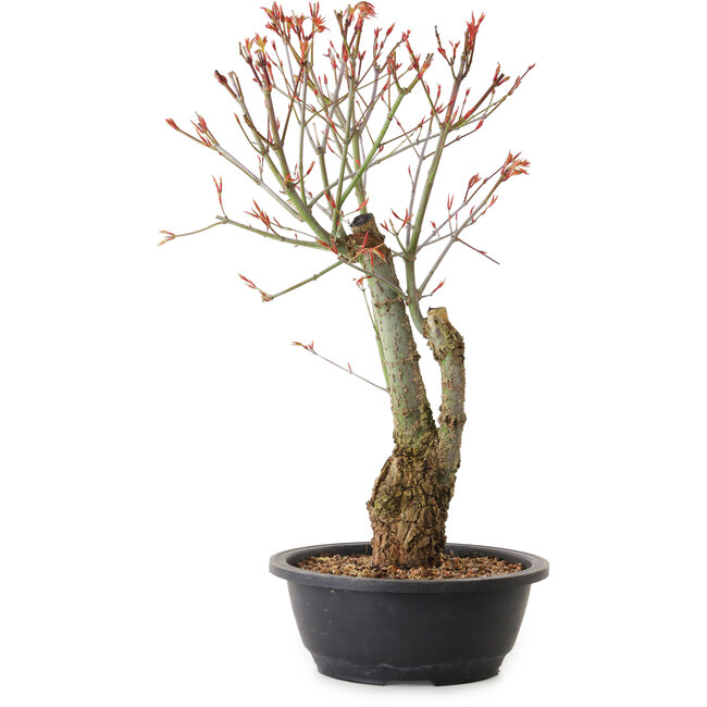 Acer palmatum Arakawa, 40 cm, ± 25 anni