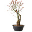 Acer palmatum Arakawa, 40 cm, ± 25 Jahre alt