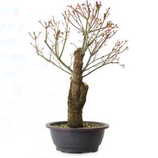 Acer palmatum Arakawa, 47 cm, ± 25 ans