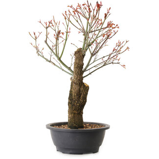 Acer palmatum Arakawa, 47 cm, ± 25 Jahre alt