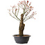 Acer palmatum Arakawa, 47 cm, ± 25 anni