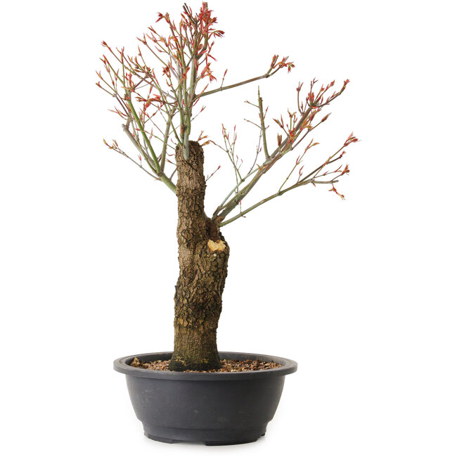 Acer palmatum Arakawa, 47 cm, ± 25 years old