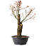 Acer palmatum Arakawa, 47 cm, ± 25 years old
