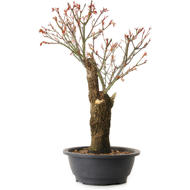 Acer palmatum Arakawa, 47 cm, ± 25 anni
